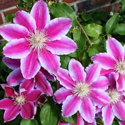 Clématite 'Dr Ruppel' / Clematis Dr Ruppel